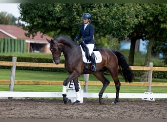 Caballo de Holstein, Caballo castrado, 6 años, 172 cm, Castaño oscuro