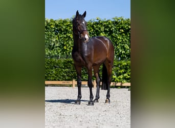 Caballo de Holstein, Caballo castrado, 6 años, 172 cm, Castaño oscuro