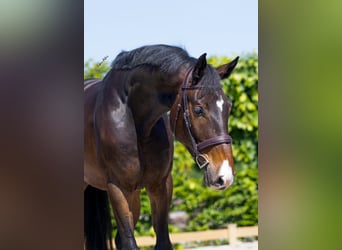 Caballo de Holstein, Caballo castrado, 6 años, 172 cm, Castaño oscuro
