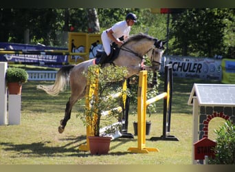 Caballo de Holstein, Caballo castrado, 6 años, 172 cm, Tordo