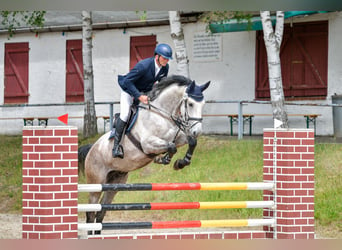 Caballo de Holstein, Caballo castrado, 6 años, 172 cm, Tordo