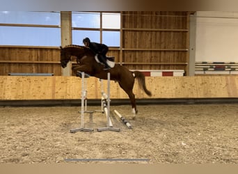 Caballo de Holstein, Caballo castrado, 6 años, 173 cm, Alazán