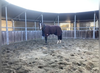 Caballo de Holstein, Caballo castrado, 6 años, 173 cm, Castaño oscuro