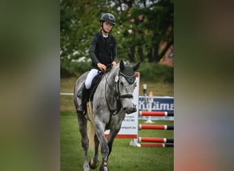 Caballo de Holstein, Caballo castrado, 6 años, 173 cm, Tordo rodado