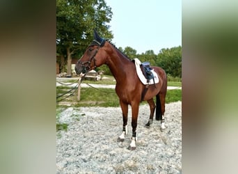 Caballo de Holstein, Caballo castrado, 6 años, 174 cm, Castaño