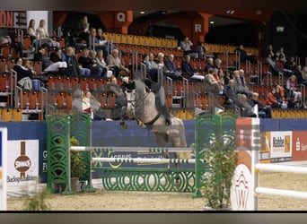 Caballo de Holstein, Caballo castrado, 6 años, 174 cm, Tordo