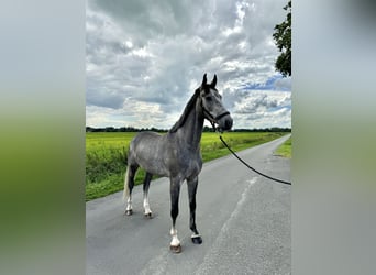 Caballo de Holstein, Caballo castrado, 6 años, 174 cm, Tordo