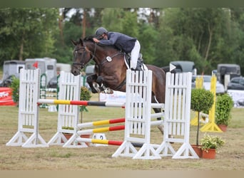 Caballo de Holstein, Caballo castrado, 6 años, 175 cm, Morcillo