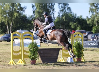 Caballo de Holstein, Caballo castrado, 6 años, 175 cm, Morcillo