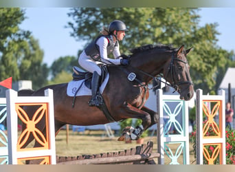 Caballo de Holstein, Caballo castrado, 6 años, 175 cm, Morcillo