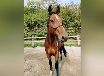 Caballo de Holstein, Caballo castrado, 6 años, 176 cm, Castaño