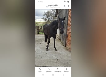 Caballo de Holstein, Caballo castrado, 6 años, 176 cm, Morcillo