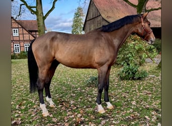 Caballo de Holstein, Caballo castrado, 6 años, 178 cm, Castaño