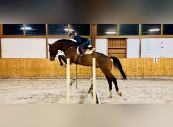 Caballo de Holstein, Caballo castrado, 6 años, 178 cm, Castaño