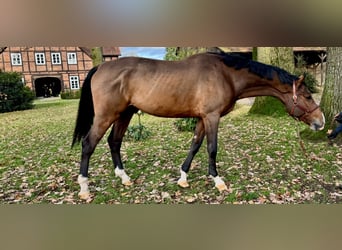 Caballo de Holstein, Caballo castrado, 6 años, 178 cm, Castaño