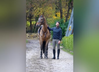 Caballo de Holstein, Caballo castrado, 6 años