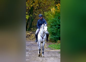 Caballo de Holstein, Caballo castrado, 6 años