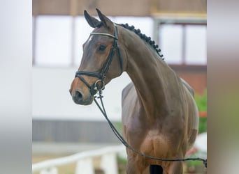 Caballo de Holstein, Caballo castrado, 6 años, Castaño