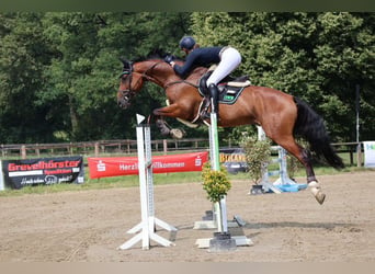 Caballo de Holstein, Caballo castrado, 6 años, Castaño