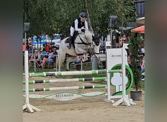 Caballo de Holstein, Caballo castrado, 6 años, Tordo