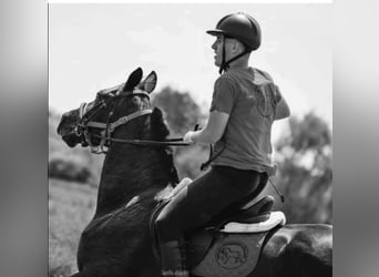 Caballo de Holstein, Caballo castrado, 7 años, 160 cm, Negro
