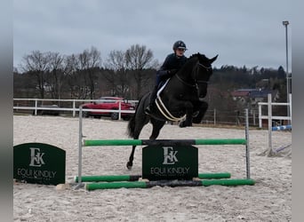 Caballo de Holstein, Caballo castrado, 7 años, 163 cm, Negro