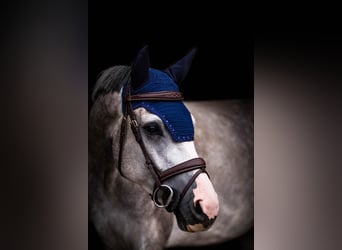 Caballo de Holstein, Caballo castrado, 7 años, 163 cm, Tordo rodado
