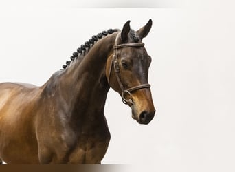 Caballo de Holstein, Caballo castrado, 7 años, 164 cm, Castaño