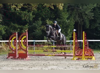 Caballo de Holstein Mestizo, Caballo castrado, 7 años, 167 cm, Castaño oscuro