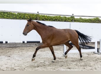 Caballo de Holstein, Caballo castrado, 7 años, 167 cm, Castaño oscuro