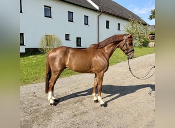 Caballo de Holstein, Caballo castrado, 7 años, 168 cm, Alazán