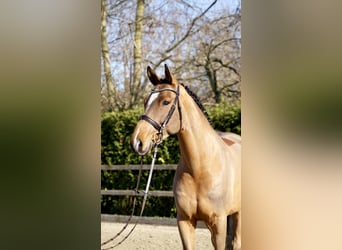 Caballo de Holstein, Caballo castrado, 7 años, 168 cm, Castaño