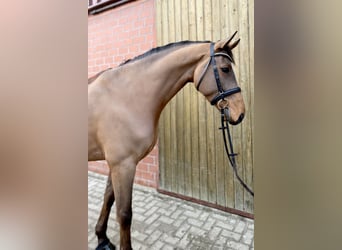 Caballo de Holstein, Caballo castrado, 7 años, 168 cm, Castaño