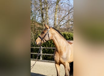 Caballo de Holstein, Caballo castrado, 7 años, 168 cm, Castaño