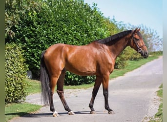 Caballo de Holstein, Caballo castrado, 7 años, 168 cm, Castaño