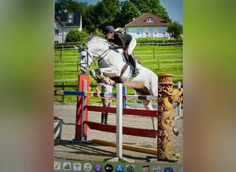 Caballo de Holstein, Caballo castrado, 7 años, 168 cm, Tordo