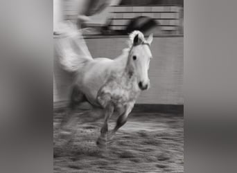 Caballo de Holstein, Caballo castrado, 7 años, 168 cm, Tordo