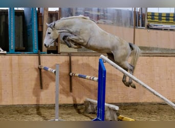 Caballo de Holstein, Caballo castrado, 7 años, 168 cm, Tordo