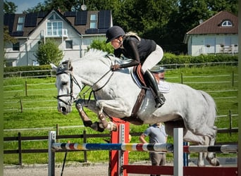 Caballo de Holstein, Caballo castrado, 7 años, 168 cm, Tordo