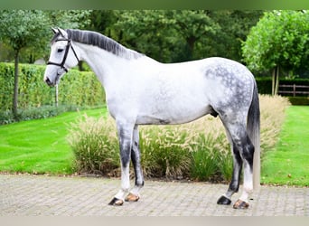 Caballo de Holstein, Caballo castrado, 7 años, 168 cm, Tordo