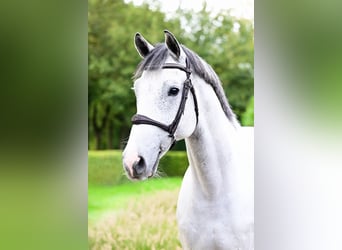 Caballo de Holstein, Caballo castrado, 7 años, 168 cm, Tordo