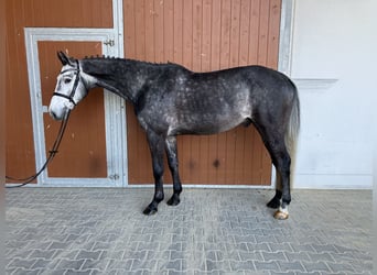 Caballo de Holstein, Caballo castrado, 7 años, 168 cm, Tordo rodado