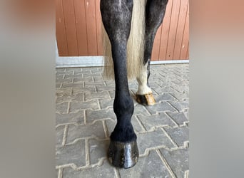 Caballo de Holstein, Caballo castrado, 7 años, 168 cm, Tordo rodado