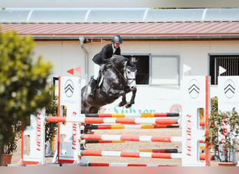 Caballo de Holstein, Caballo castrado, 7 años, 168 cm, Tordo rodado