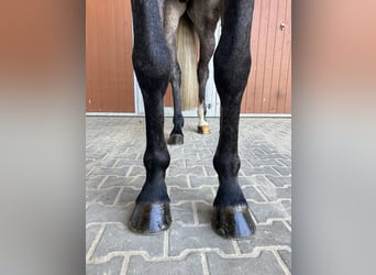 Caballo de Holstein, Caballo castrado, 7 años, 168 cm, Tordo rodado