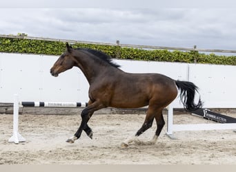 Caballo de Holstein, Caballo castrado, 7 años, 169 cm, Castaño oscuro