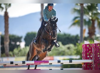 Caballo de Holstein, Caballo castrado, 7 años, 169 cm, Morcillo