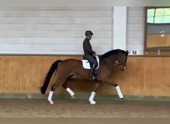 Caballo de Holstein, Caballo castrado, 7 años, 170 cm, Castaño