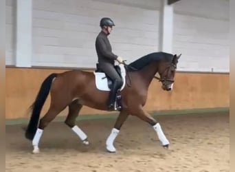 Caballo de Holstein, Caballo castrado, 7 años, 170 cm, Castaño