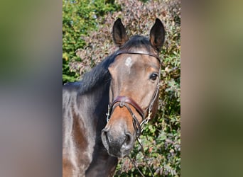 Caballo de Holstein, Caballo castrado, 7 años, 170 cm, Castaño